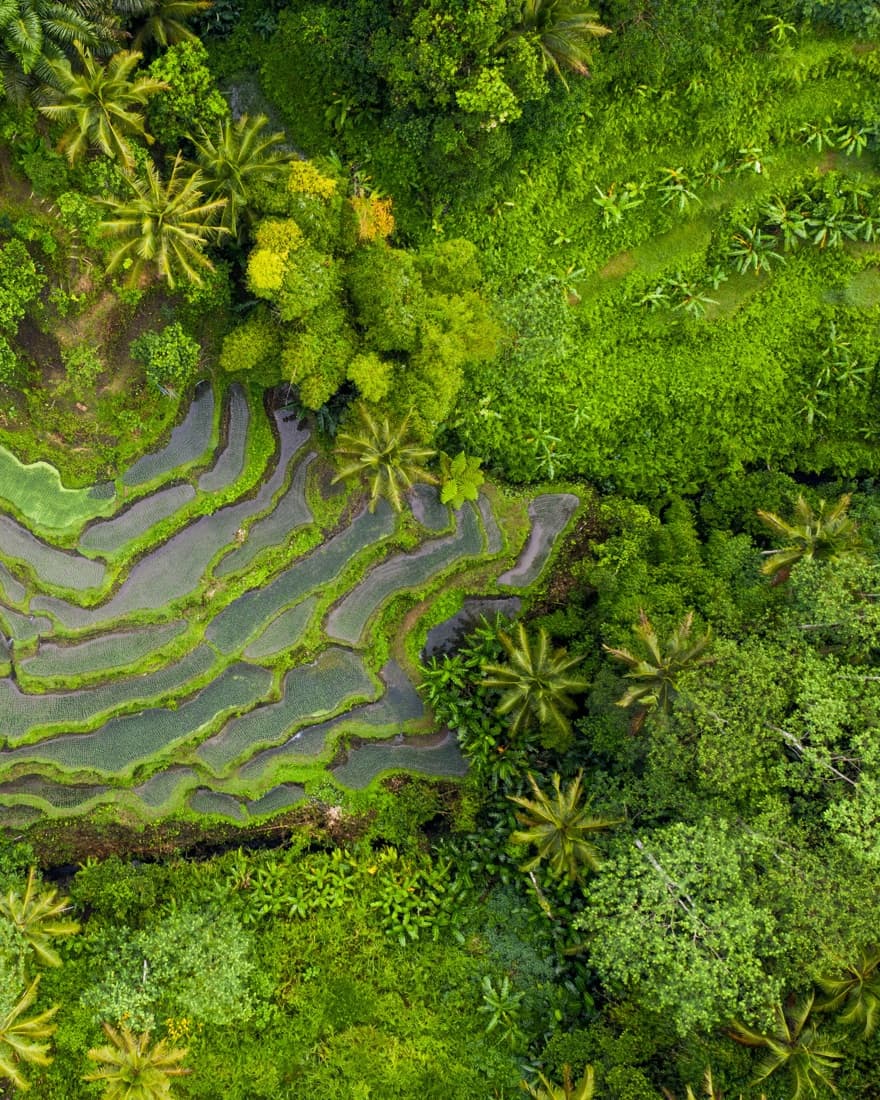 Aerial view of green rice terraces in Bali